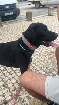 Hotel para Cães