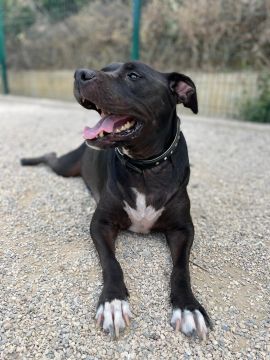 Hospedaje de perros