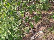 Tree Trimming and Maintenance