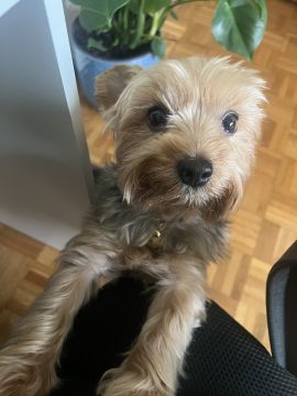 Hotel para Cães