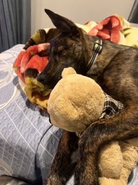 Hotel e Creche para Animais