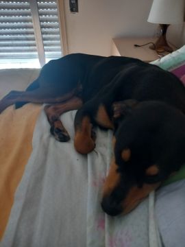 Hotel para Cães - Animais