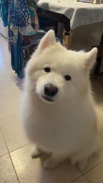 Hotel para Cães