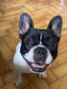 Hotel para Cães