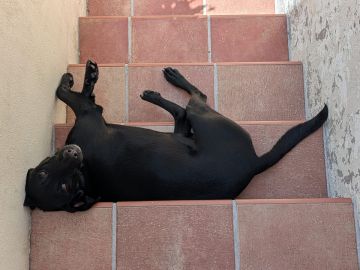 Hospedaje de perros