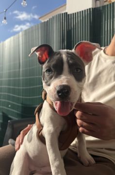 Hotel para Cães