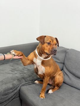 Hotel para Cães