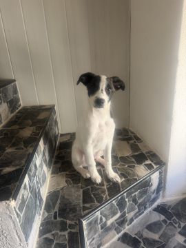 Hotel para Cães