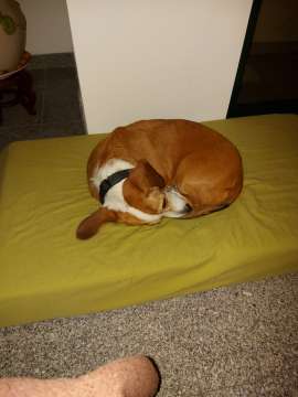 Dog Hotel