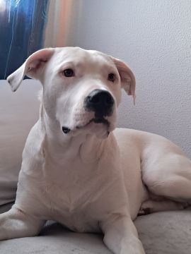 Hotel para Cães