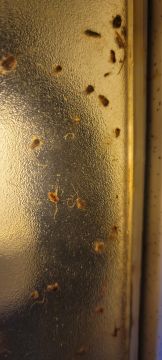 Exterminator Companies