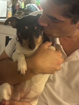 Hotel para Cães