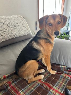 Hotel para Cães