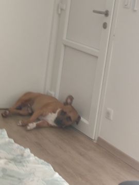 Hotel para Cães