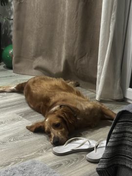 Hotel para Cães