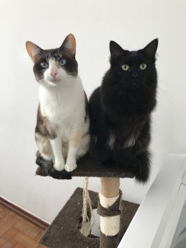 Hotel para Gatos