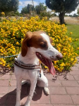 Hotel para Cães