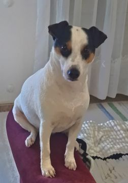 Hotel para Cães