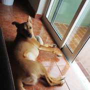 Jéssica - Loures - Dog Sitting