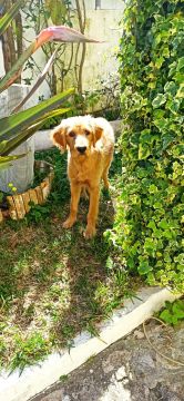 Pension pour chiens