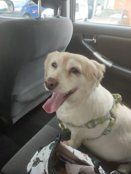 Hotel para Cães - Hotel e Creche para Animais