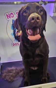 Hotel para Cães