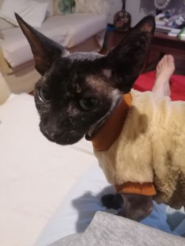 Tierpension