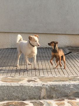 Hotel e Creche para Animais