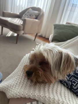 Hotel para Cães