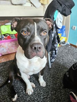 Dog Hotel - Pets