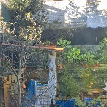 Tree Trimming and Maintenance