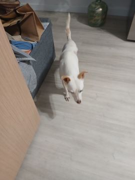 Hotel para Cães
