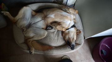 Hotel para Cães