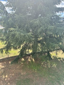 Tree Trimming and Maintenance
