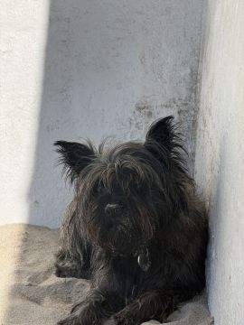 Hotel para Cães