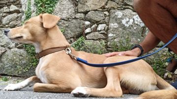 Creche para Cães