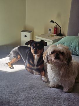 Hotel para Cães