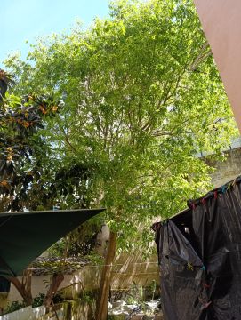 Tree Trimmer