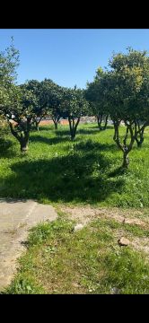 Jardinagem - Jardinagem e Relvados