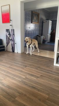 Creche para Cães
