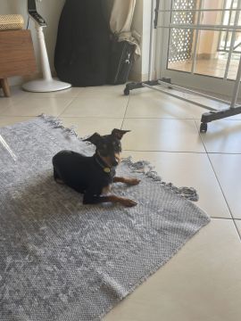 Hotel para Cães