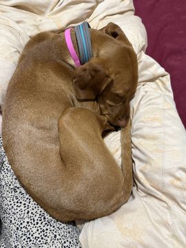 Creche para Cães