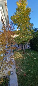 Tree Trimming and Maintenance