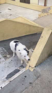 Hotel para Cães
