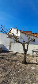 Tree Trimming and Maintenance