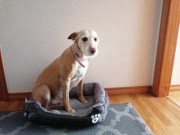 Hotel para Cães