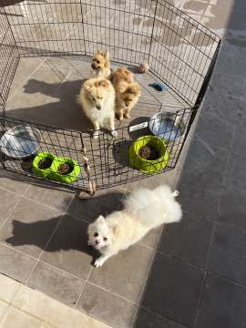 Dog Hotel