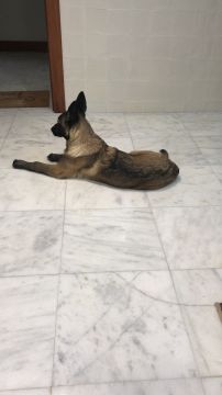 Hotel para Cães