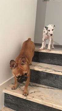 Hotel para Cães