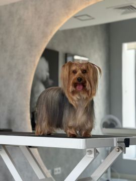 Dog Hotel